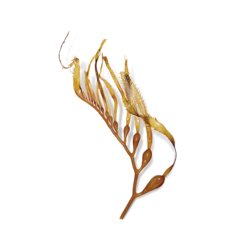 NutraRich® contains Marine Kelp
