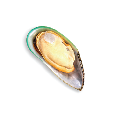 NutraRich® contains NZ Green Lip Mussel